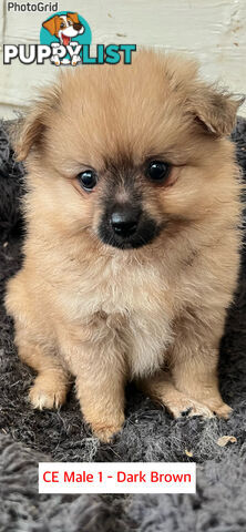 Cute Purebred Pomeranian Puppies