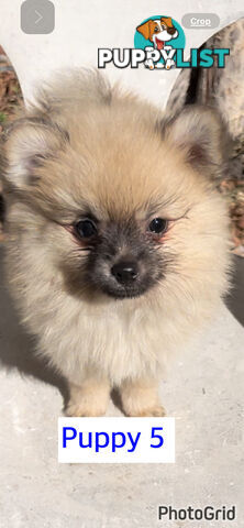 Only 1 male left ! Gorgeous and Fluffy Purebred Pomeranian Puppies