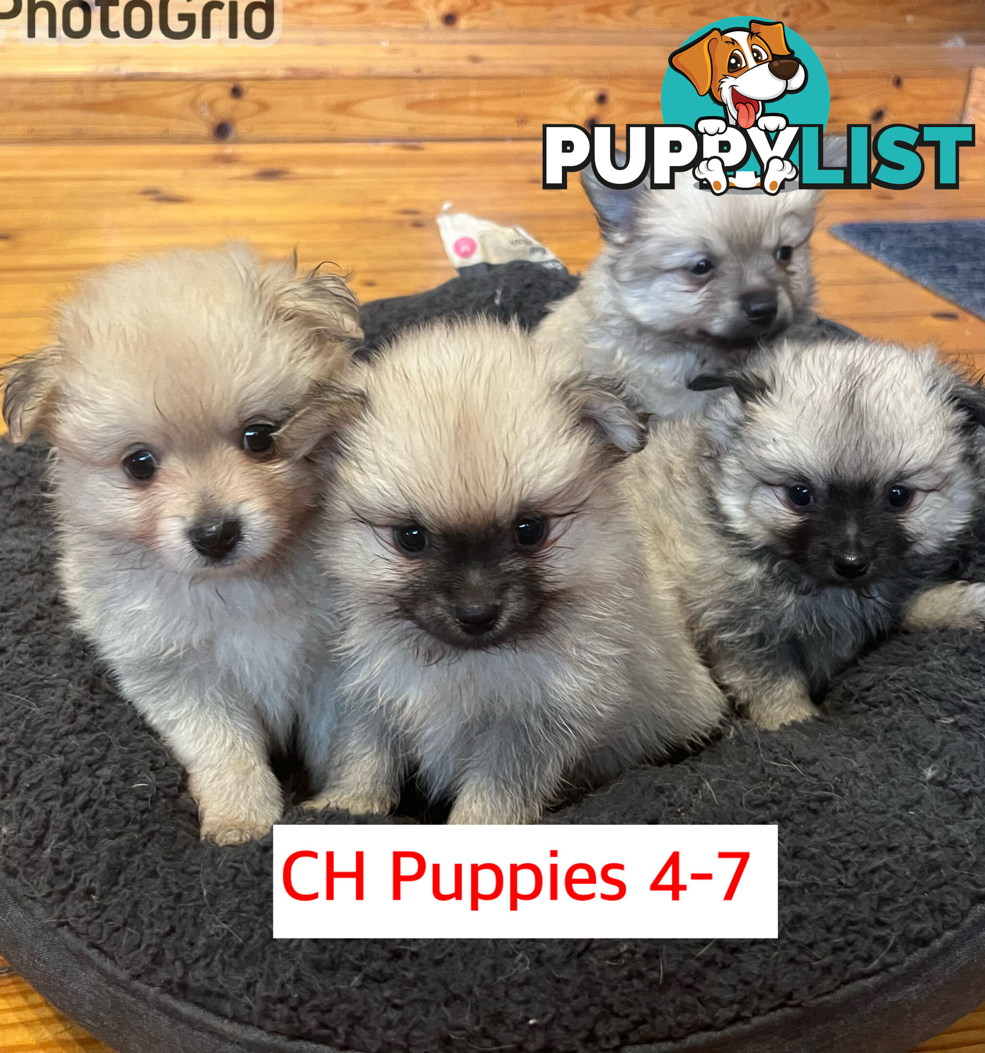 Cute Purebred Pomeranian Puppies