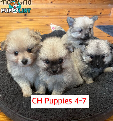 Cute Purebred Pomeranian Puppies