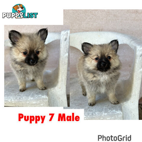 Gorgeous and Fluffy Purebred Pomeranian Puppies