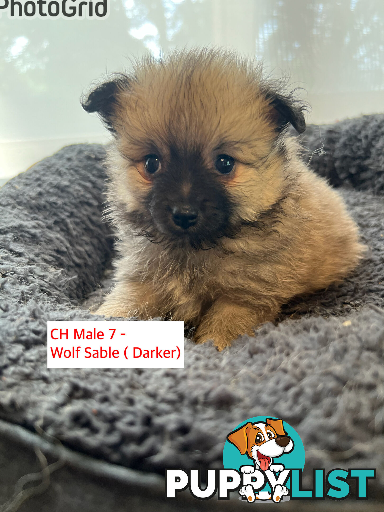 Cute Purebred Pomeranian Puppies