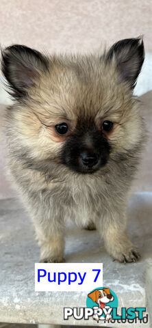 Gorgeous and Fluffy Purebred Pomeranian Puppies