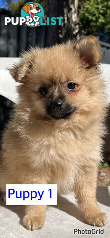 Only 2 males left ! Gorgeous and Fluffy Purebred Pomeranian Puppies