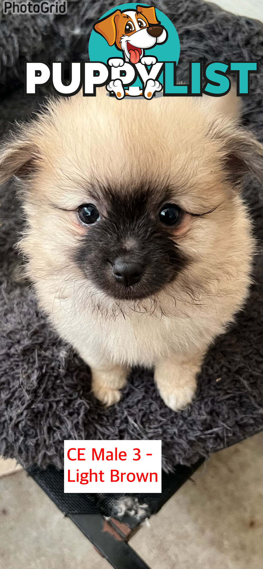 Cute Purebred Pomeranian Puppies