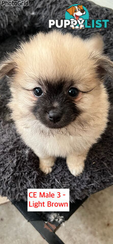 Cute Purebred Pomeranian Puppies