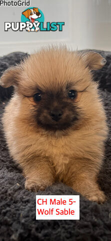 Cute Purebred Pomeranian Puppies