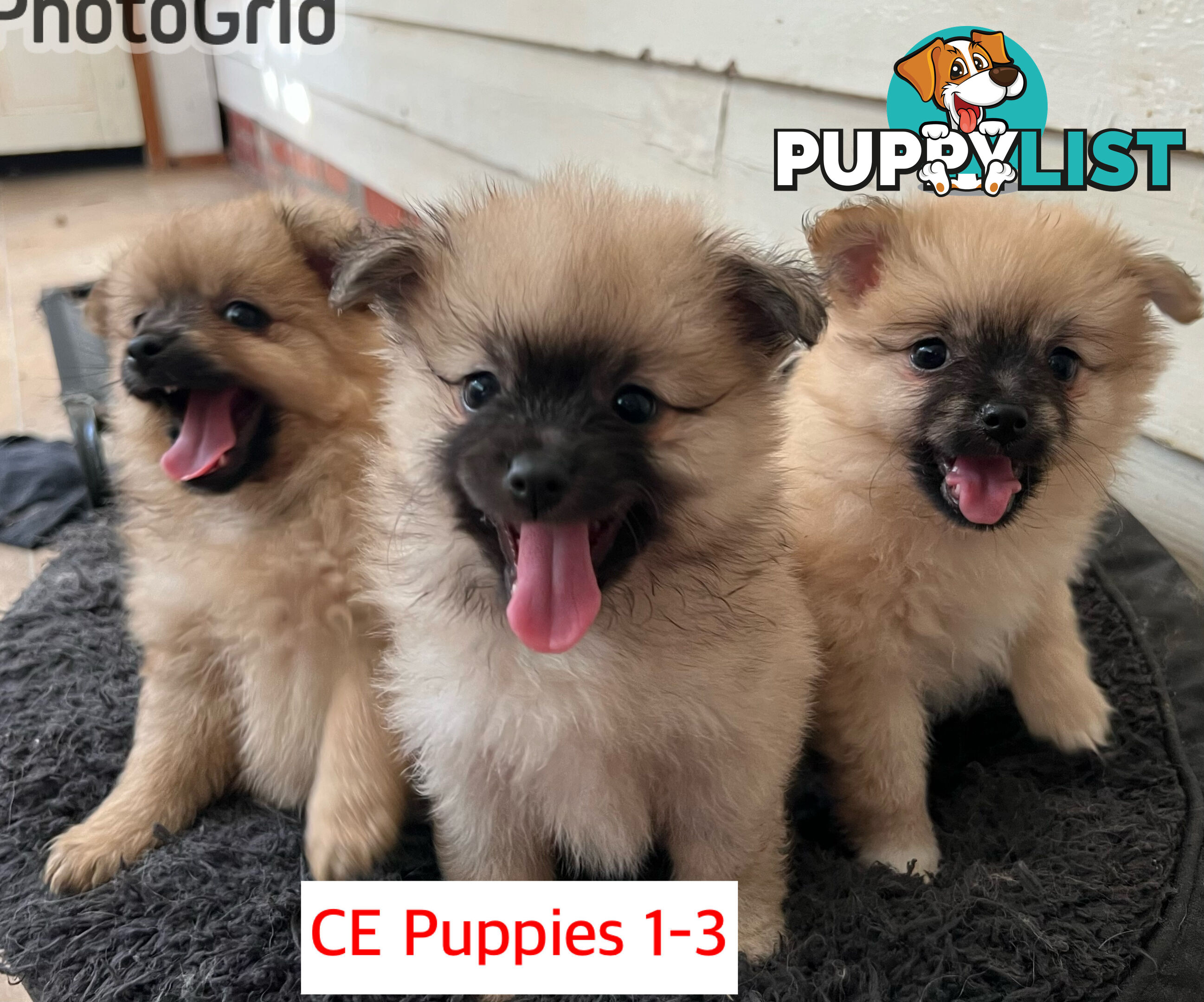 Cute Purebred Pomeranian Puppies