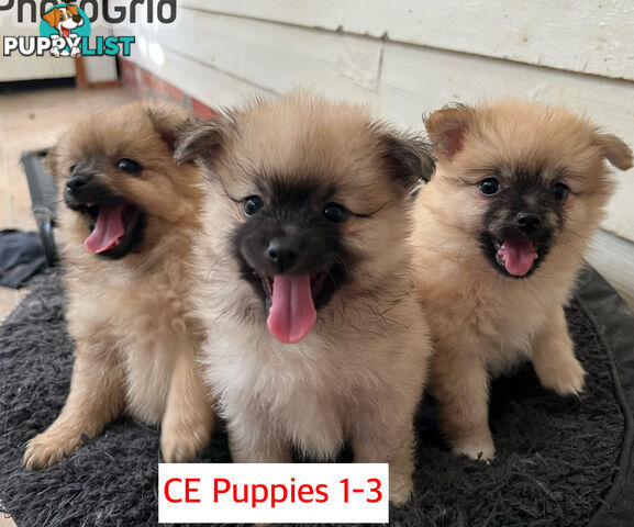 Only 2 males left ! Gorgeous and Fluffy Purebred Pomeranian Puppies