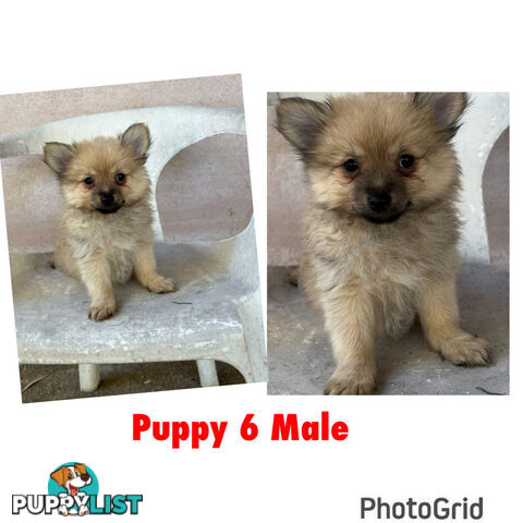 Gorgeous and Fluffy Purebred Pomeranian Puppies