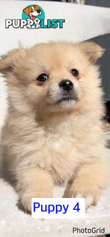 Only 2 males left ! Gorgeous and Fluffy Purebred Pomeranian Puppies