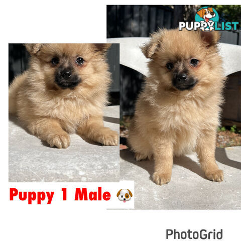 Gorgeous and Fluffy Purebred Pomeranian Puppies