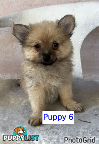 Only 2 males left ! Gorgeous and Fluffy Purebred Pomeranian Puppies