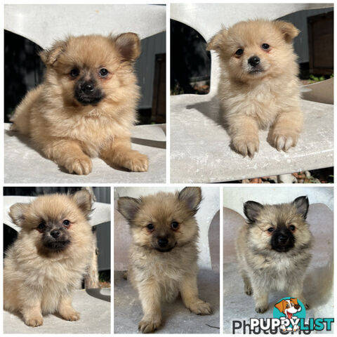 Gorgeous and Fluffy Purebred Pomeranian Puppies