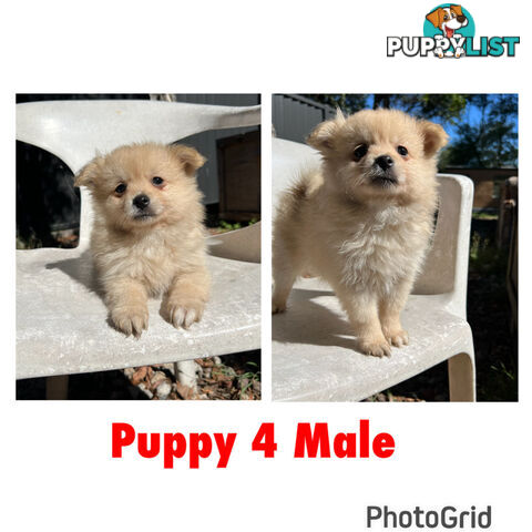 Gorgeous and Fluffy Purebred Pomeranian Puppies