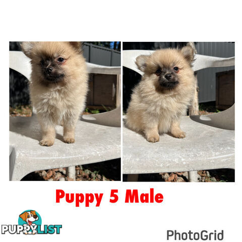 Gorgeous and Fluffy Purebred Pomeranian Puppies