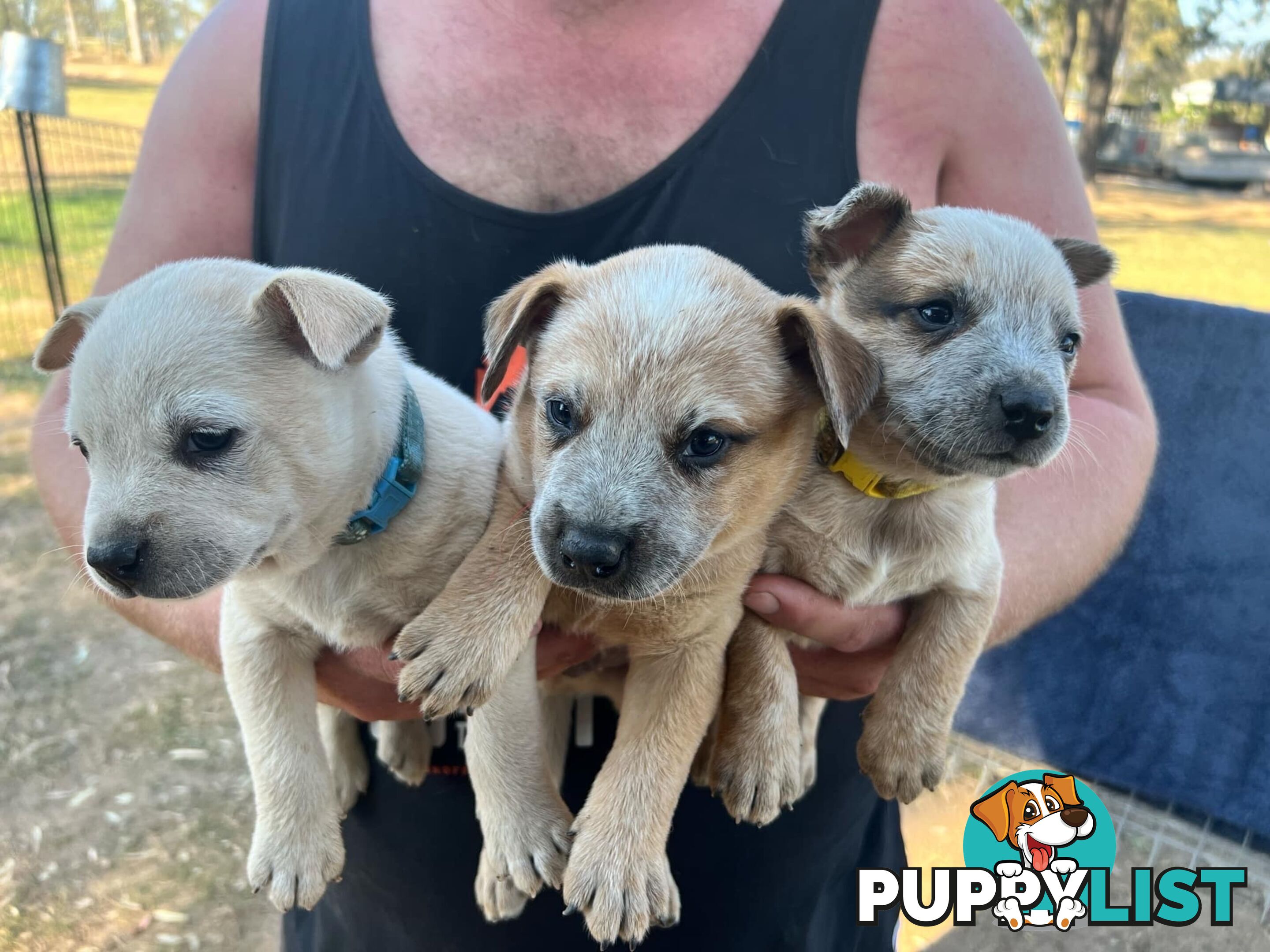 Cattle dog puppies