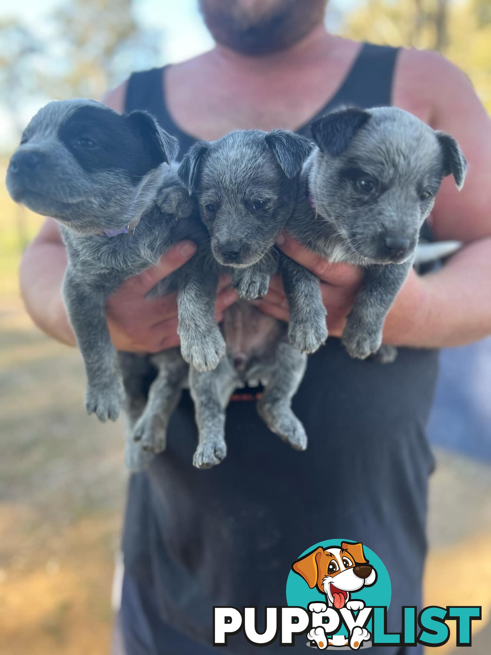 Cattle dog puppies