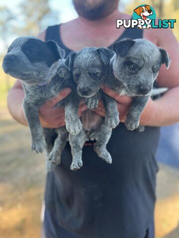 Cattle dog puppies