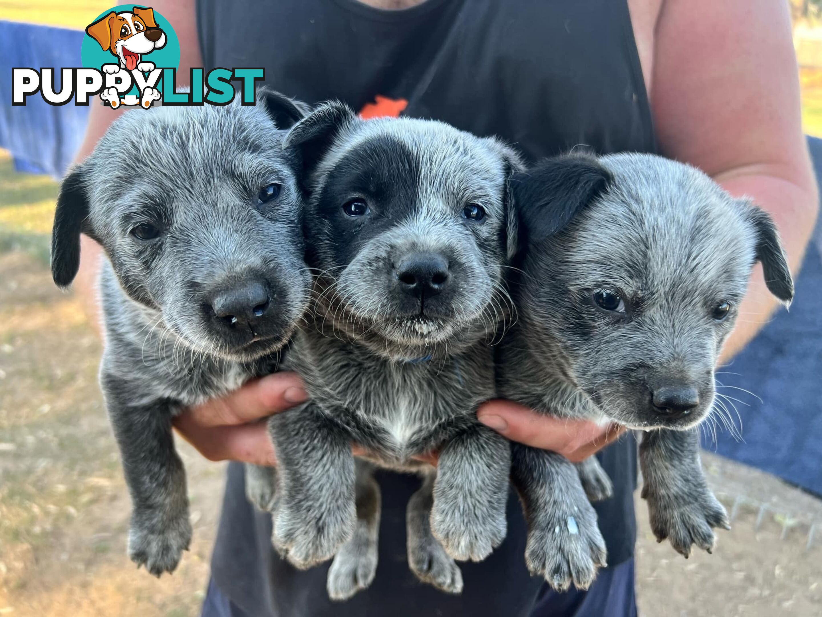 Cattle dog puppies