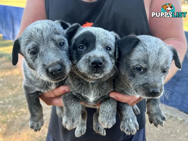 Cattle dog puppies