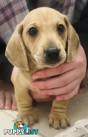 Dachshund Puppies (short haired)