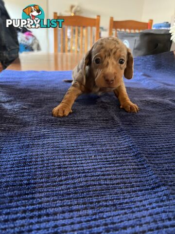 Dachshund Puppies (short haired)