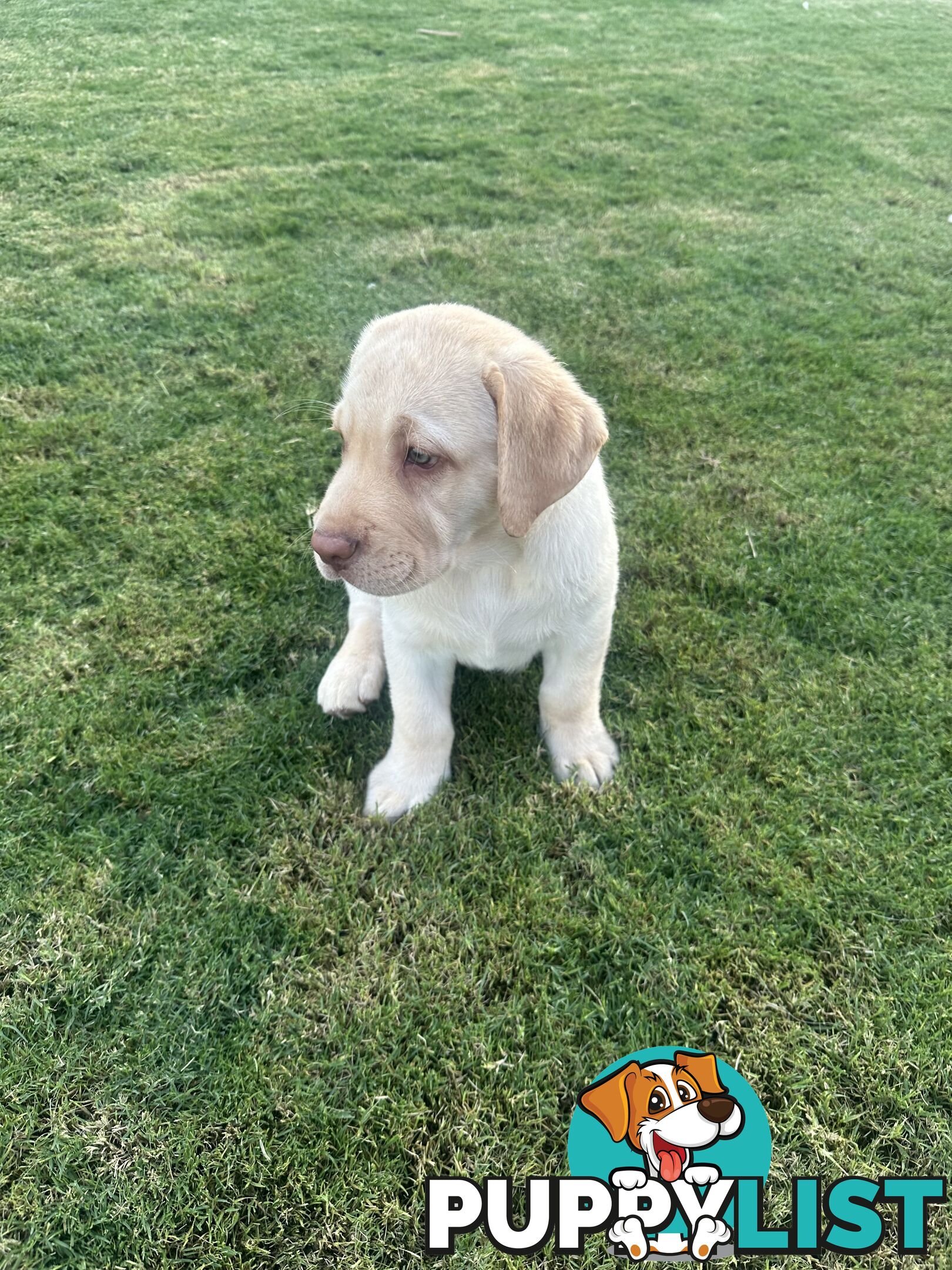 Purebred male Labrador