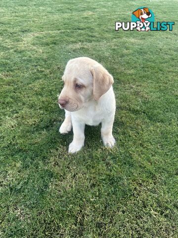 Purebred male Labrador