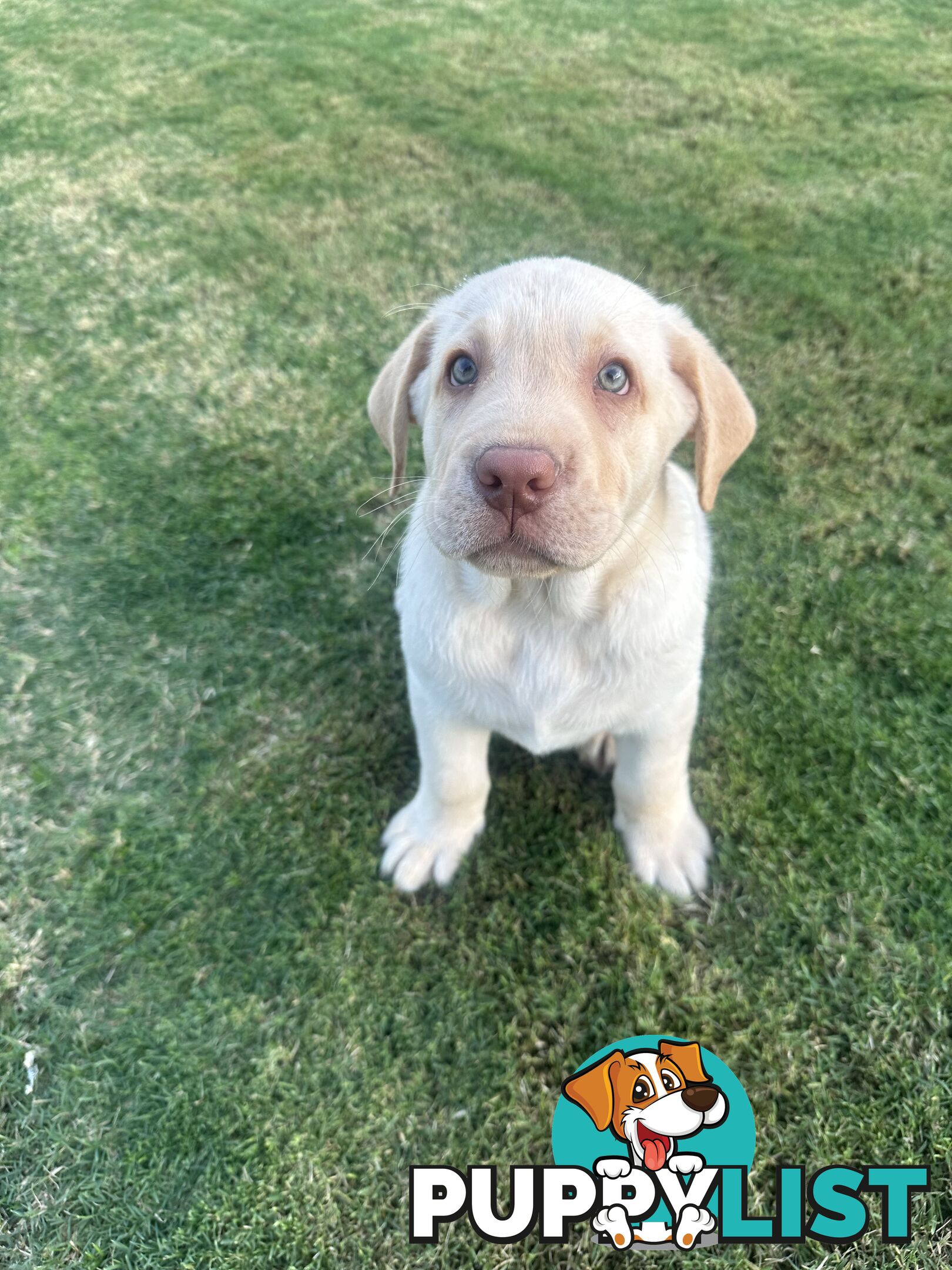 Purebred male Labrador