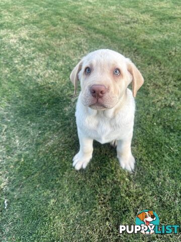 Purebred male Labrador