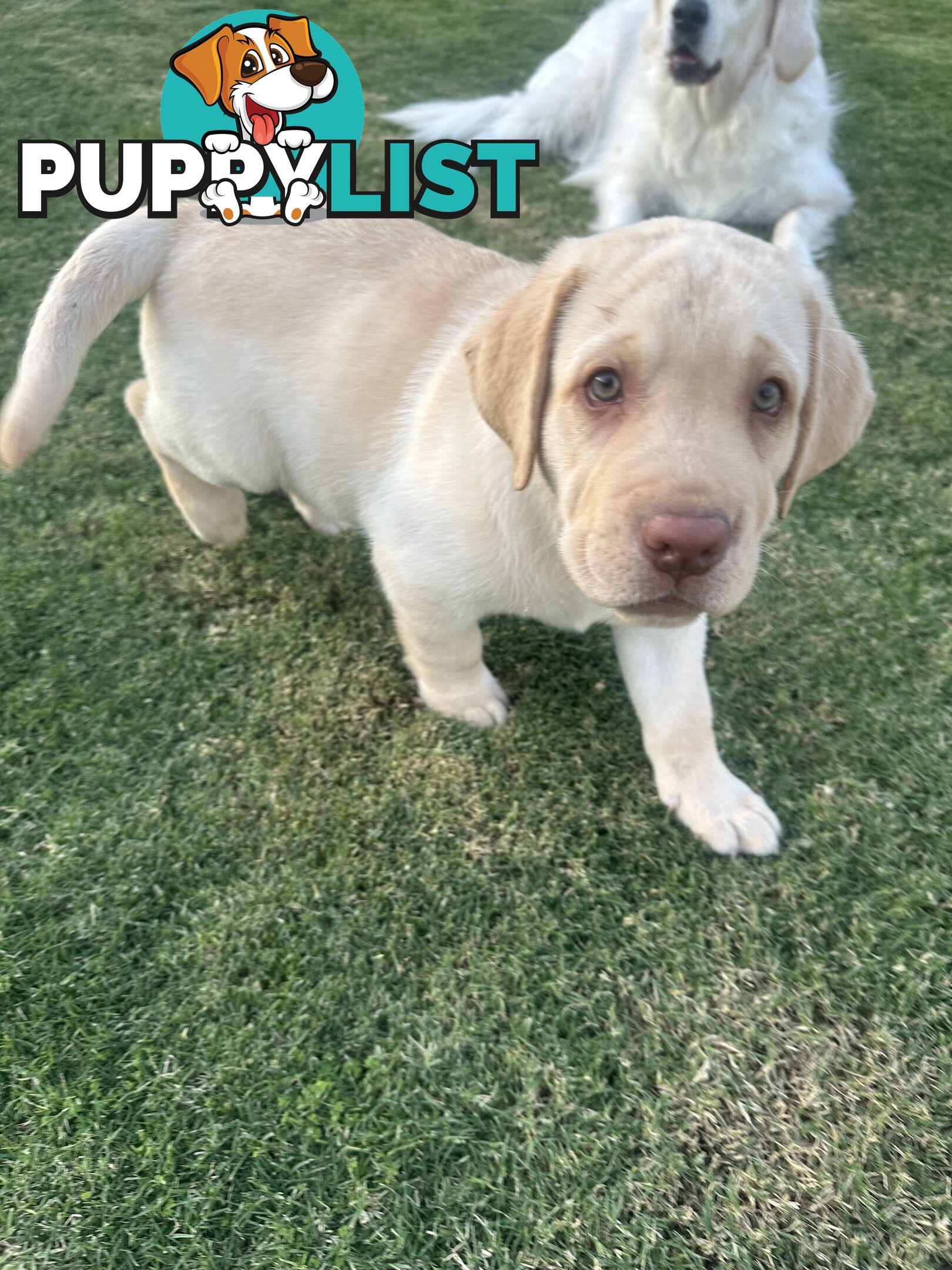 Purebred male Labrador