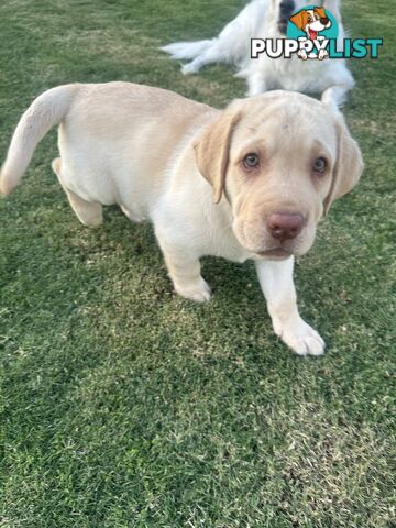 Purebred male Labrador
