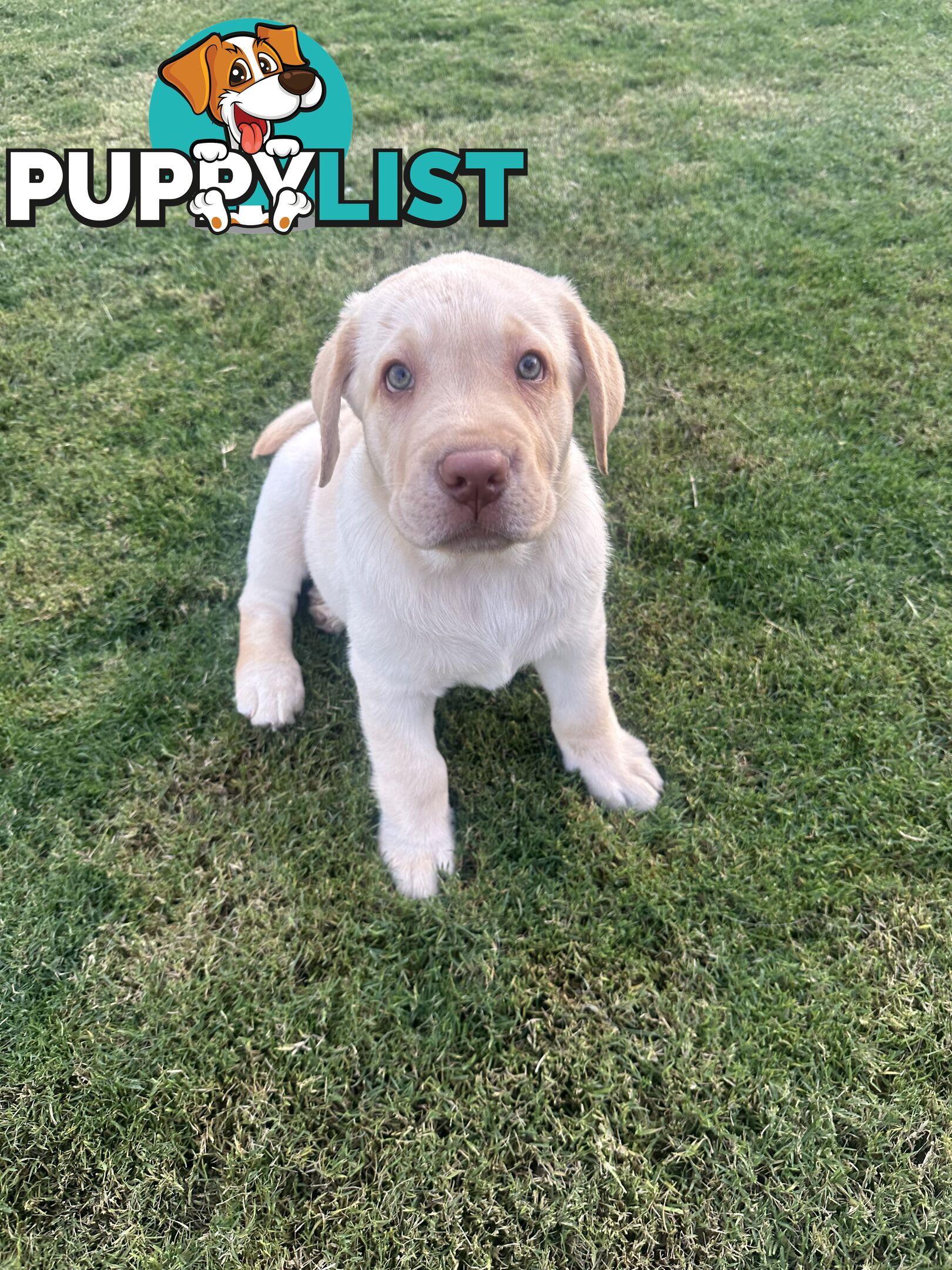 Purebred male Labrador