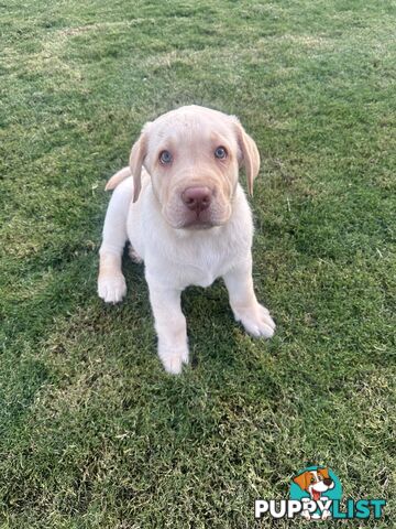 Purebred male Labrador