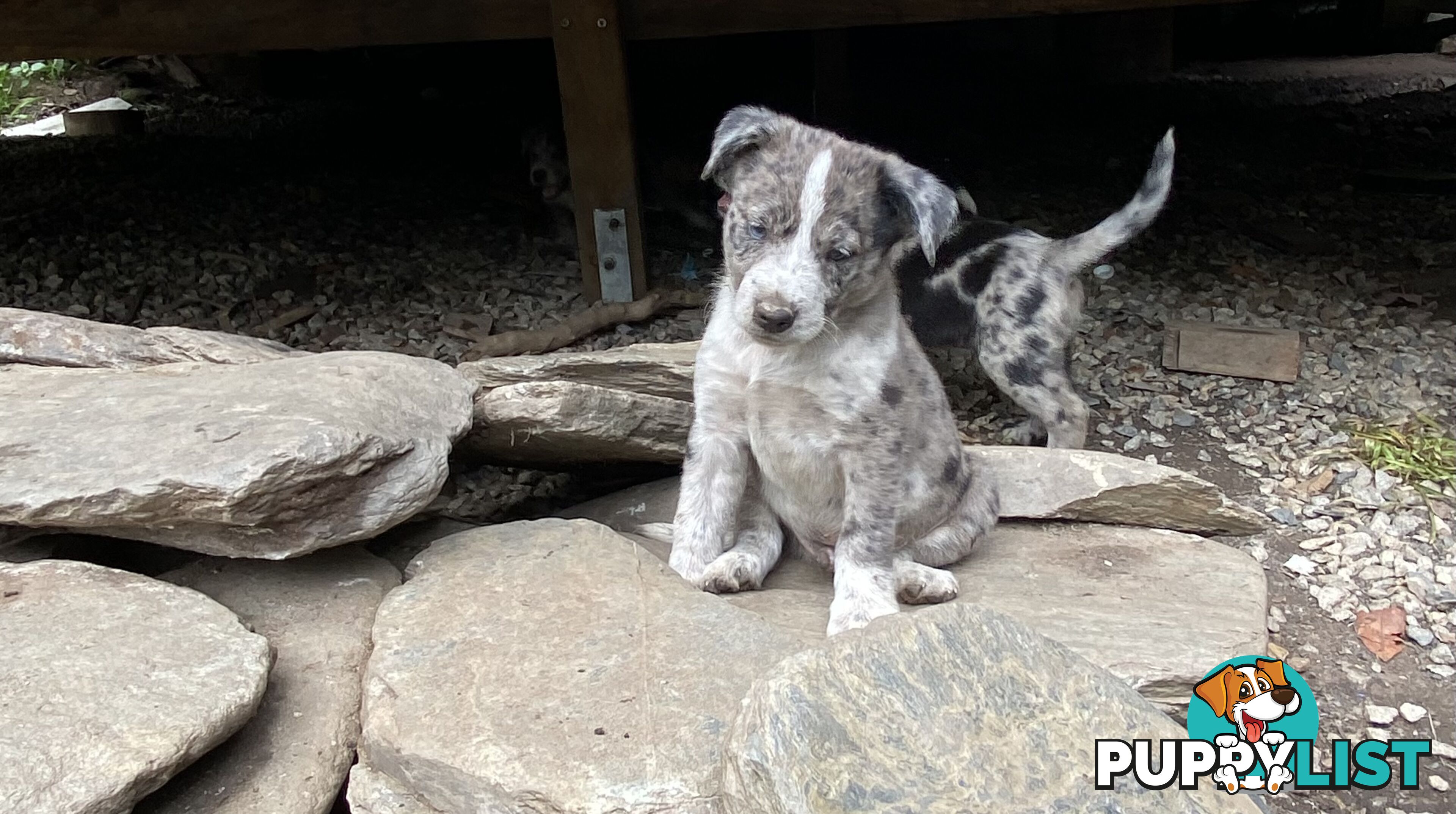 Red cattle x koolie pups