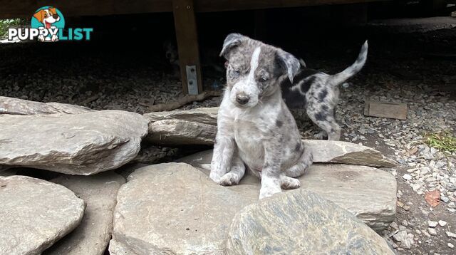 Red cattle x koolie pups