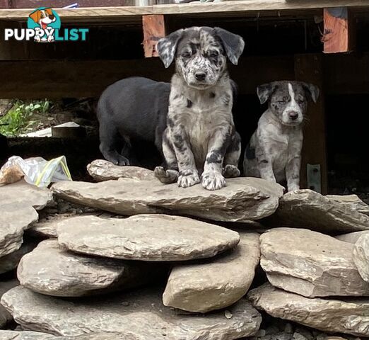 Red cattle x koolie pups