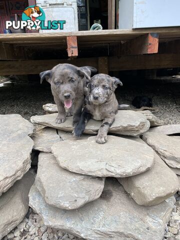 Red cattle x koolie pups