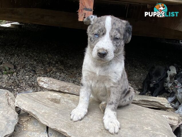 Red cattle x koolie pups