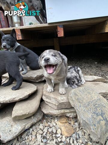 Red cattle x koolie pups