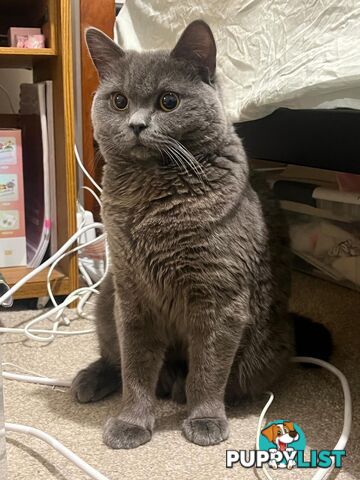 Pure Bred Blue British shorthair Kittens