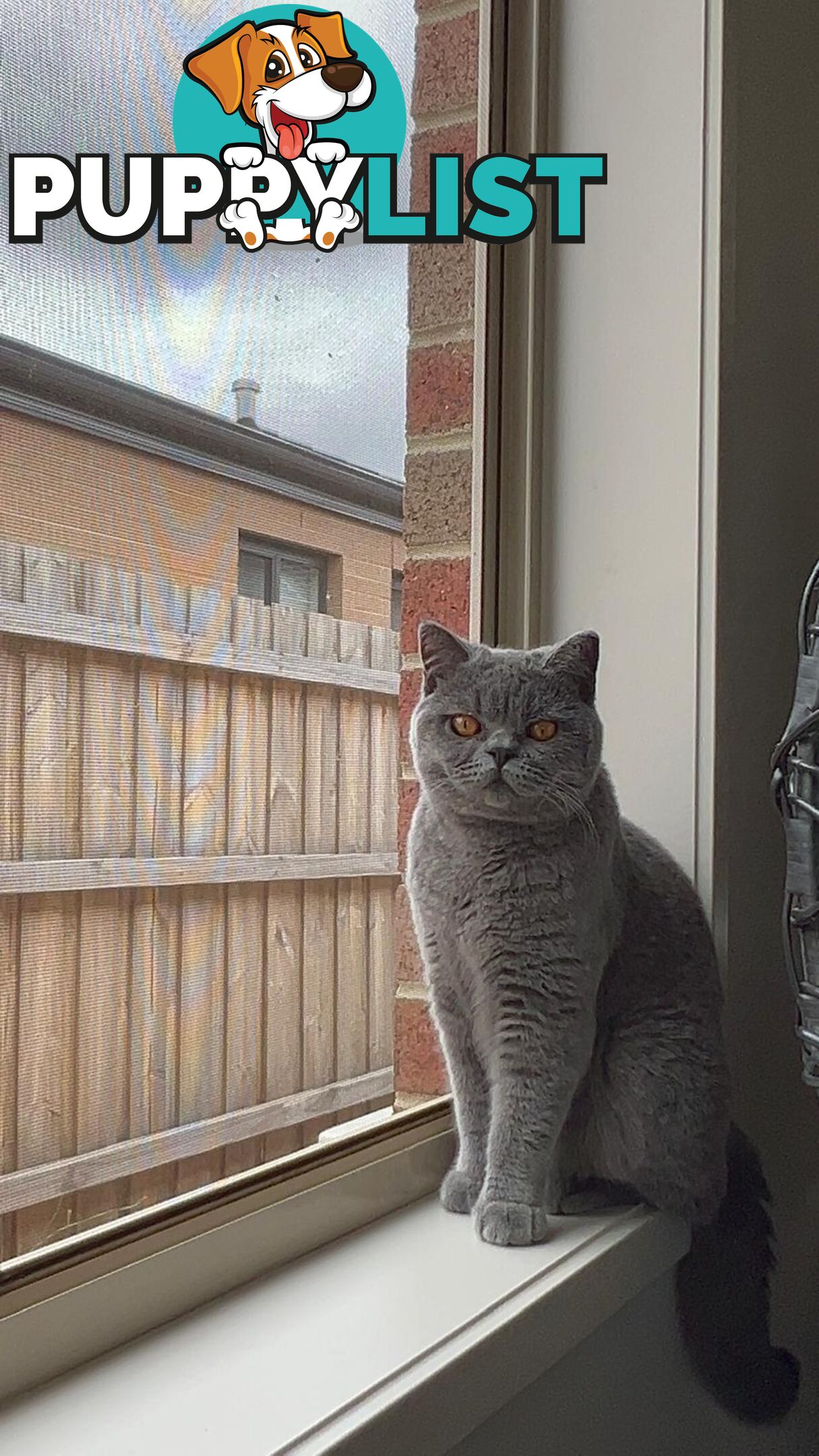 Pure Bred Blue British shorthair Kittens