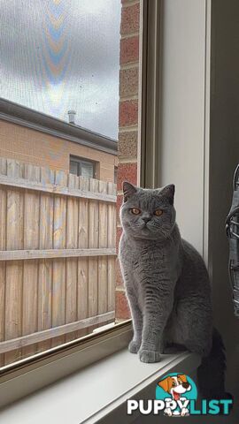 Pure Bred Blue British shorthair Kittens