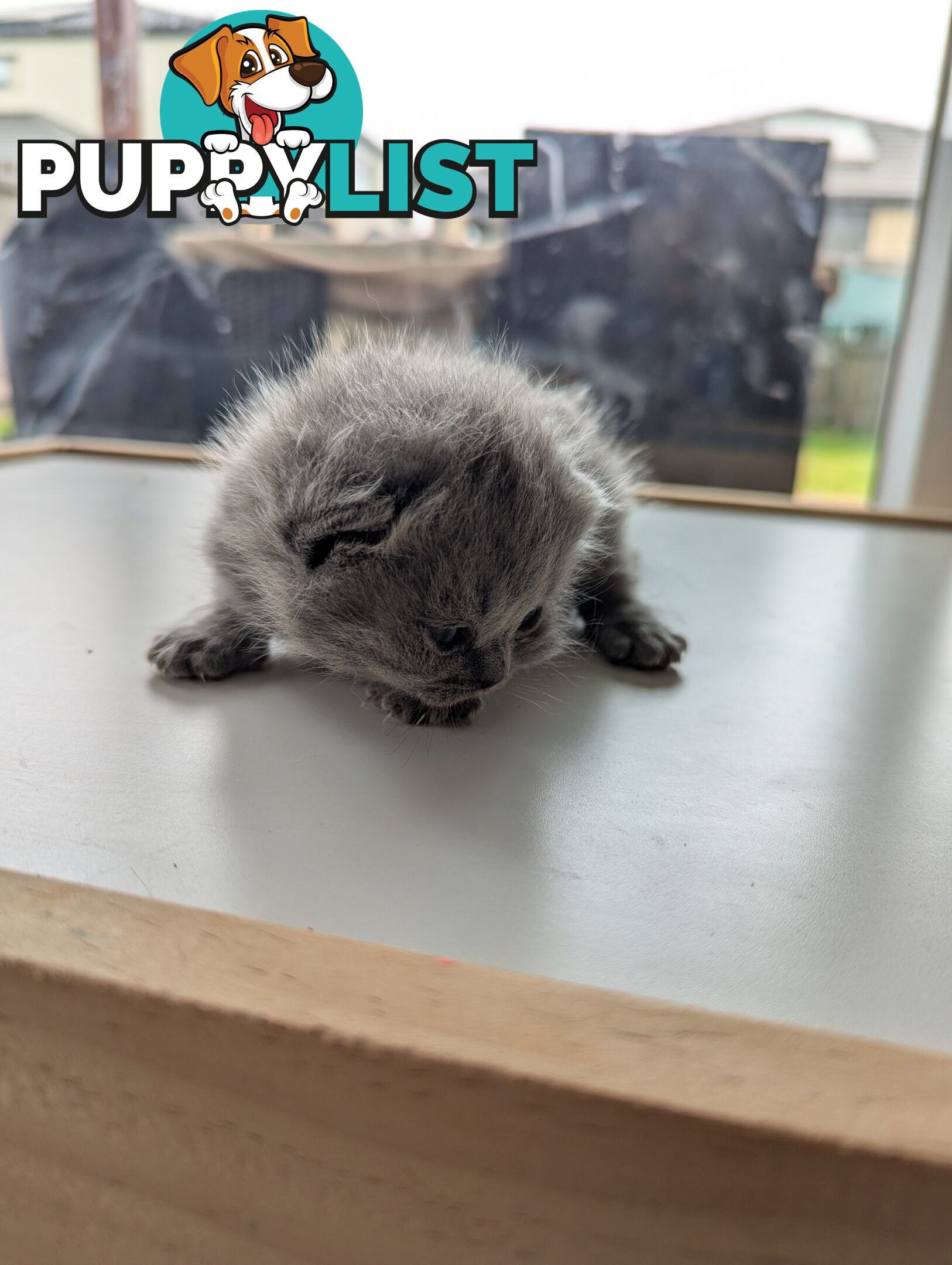 Pure Bred Blue British shorthair Kittens