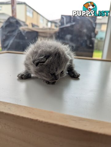 Pure Bred Blue British shorthair Kittens