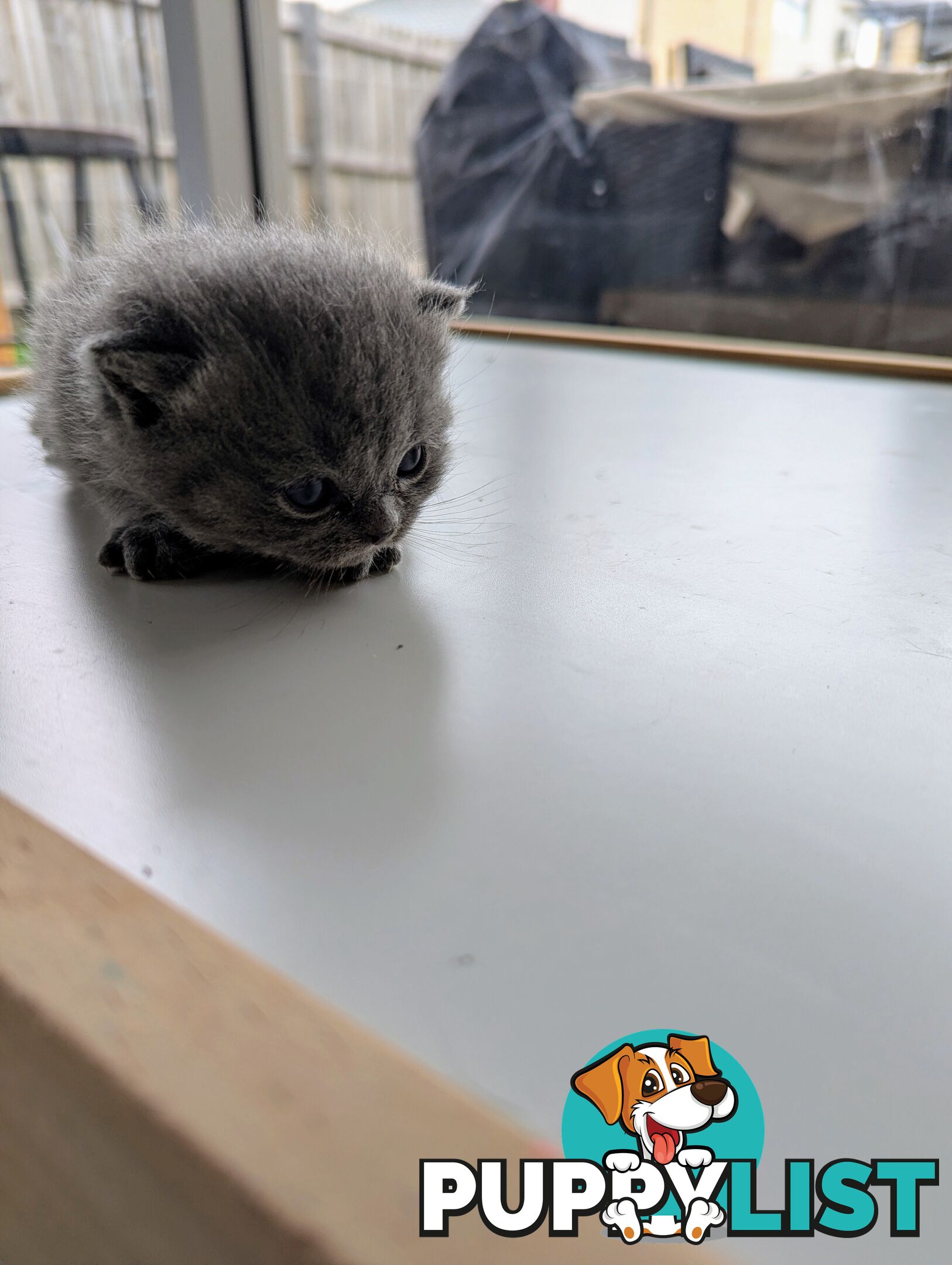 Pure Bred Blue British shorthair Kittens