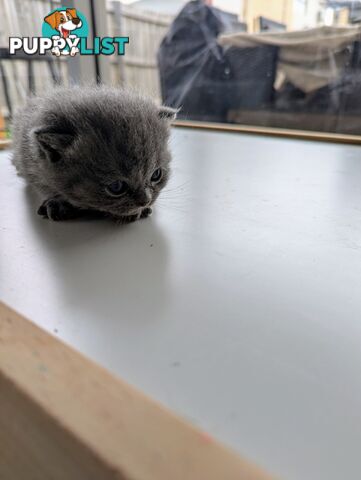 Pure Bred Blue British shorthair Kittens