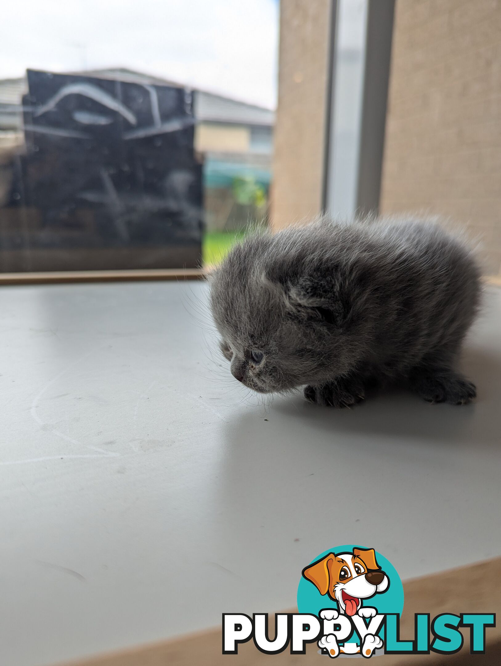 Pure Bred Blue British shorthair Kittens