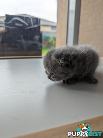 Pure Bred Blue British shorthair Kittens